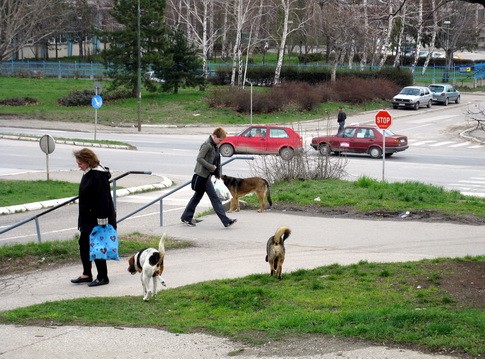 kucici na ulici Bor SPASILA SAM KUČIĆE, LEČILA IH, SAD TREBA I DA PLATIM NJIHOVO USVAJANJE