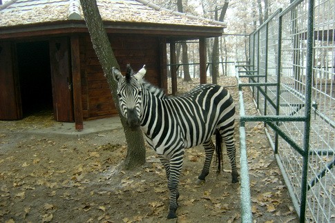 Otvaranje zoo vrt 3 VUK BOJOVIĆ OTVORIO ZOOLOŠKI VRT U BORU
