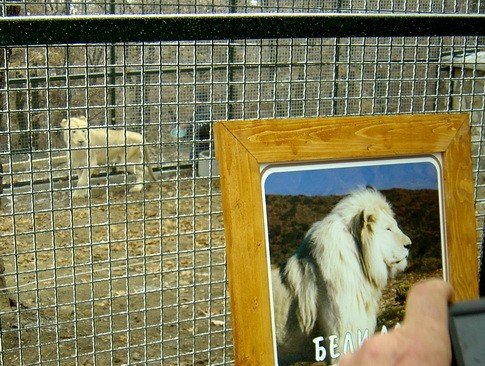 Otvaranje zoo vrt 5 VUK BOJOVIĆ OTVORIO ZOOLOŠKI VRT U BORU