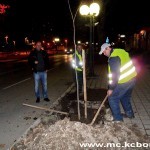 Bor nocu drvece 1 Drvorede podmlađuju i noću