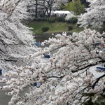 Japan cvet 1