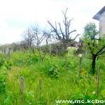 Negotin napad gubara 2