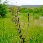 Negotin napad gubara 3