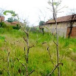 Negotin napad gubara 4