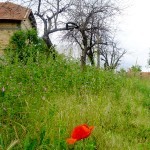 Negotin napad gubara 5