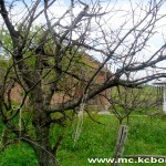 Negotin napad gubara 6