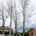 Negotin napad gubara 7