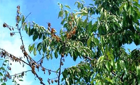 Nega zasada višnje nakon berbe