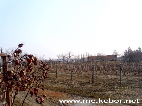 Danas je Sveti Trifun Zarizoj