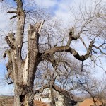 Braćevac kod Negotina: Najstariji jasen u Srbiji