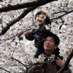Belina pahulja na Balkanu, cvetanje trešnji u Japanu