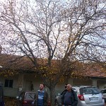 Beatovićeva porodica istočnih planina