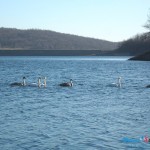 Labudovi na Borskom jezeru
