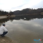 Labudovi na Borskom jezeru već se navikli na ljude Labudovi na Borskom jezeru već se navikli na ljude