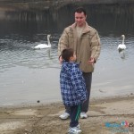Labudovi na Borskom jezeru već se navikli na ljude Labudovi na Borskom jezeru već se navikli na ljude
