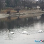 Labudovi na Borskom jezeru već se navikli na ljude Labudovi na Borskom jezeru već se navikli na ljude
