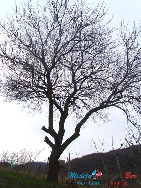 Stara planina: Jesenji motivi u sred zime