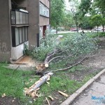 Pala grana u ulici Albanske spomenice