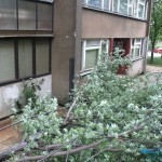 Pala grana u ulici Albanske spomenice