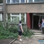 Pala grana u ulici Albanske spomenice