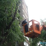 Pala grana u ulici Albanske spomenice