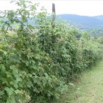 Bor: Kupina, perspektivna voćna vrsta