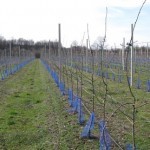 AgroINFO: Jesenji radovi u voćnjaku