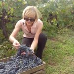 Berba vinograda se privodi kraju