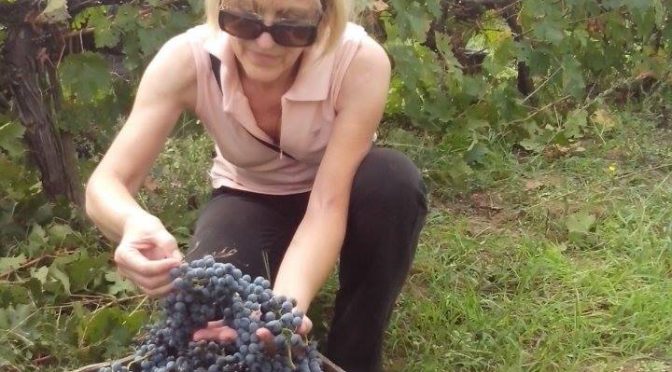 Berba vinograda se privodi kraju