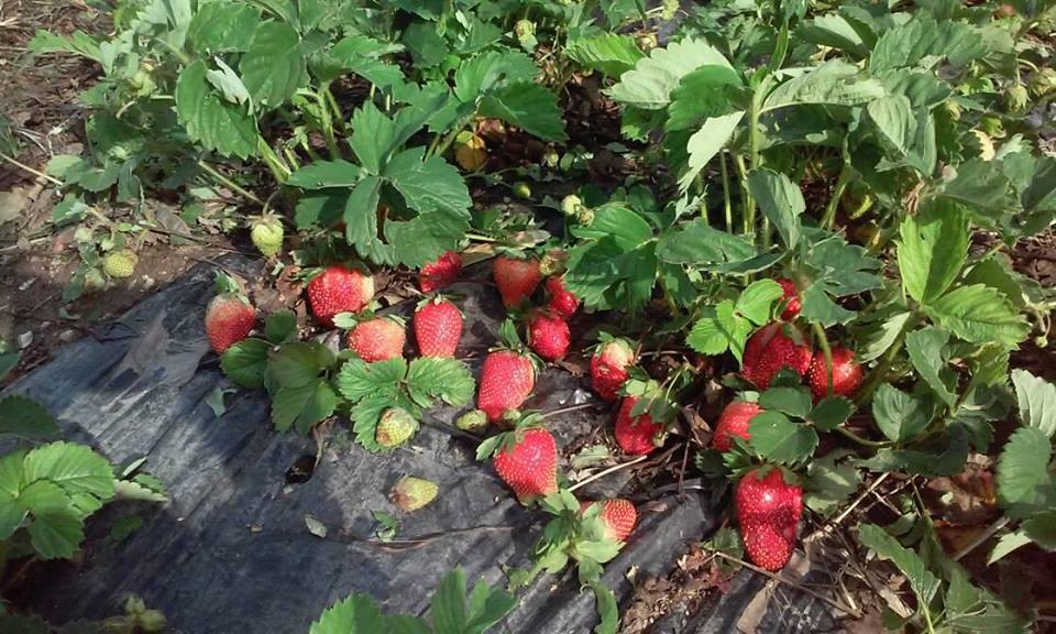 Kalendar poljoprivrednih radova u Novembru