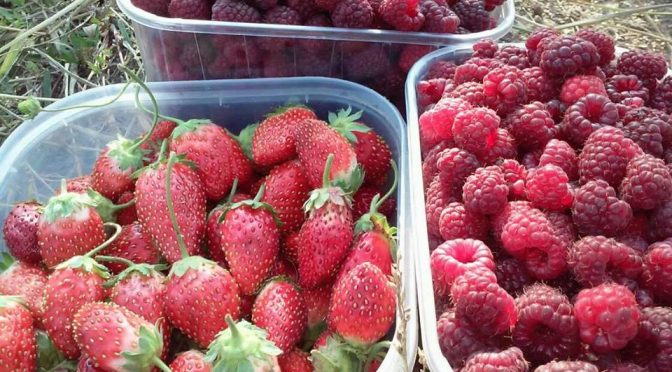 Kalendar poljoprivrednih radova u Novembru