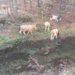 Produžen rok za podnošenje zahteva za poljoprivredne kredite Produžen rok za podnošenje zahteva za poljoprivredne kredite