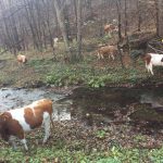Produžen rok za podnošenje zahteva za poljoprivredne kredite