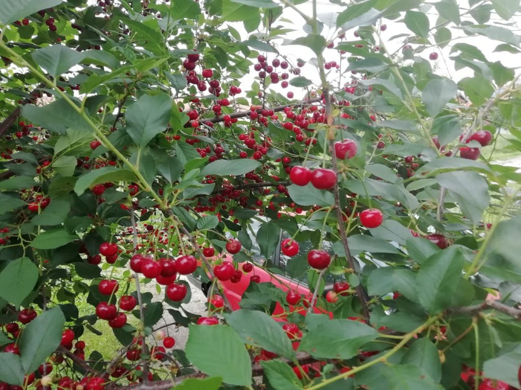 Nega zasada višnje nakon berbe