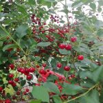 Priprema za berbu višnje