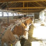 Faktori koji utiču na kvalitet i prinos kravljeg mleka